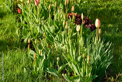 beautiful green city flower bed in the evening in spring. background for designer, artist, screensaver, desktop, wallpaper