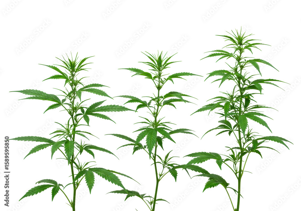 Fototapeta premium Vibrant green cannabis plant with serrated leaves, slender healthy stems, lush foliage, standalone, clear contours, isolated on transparent background with copy space, clean studio light, slightly