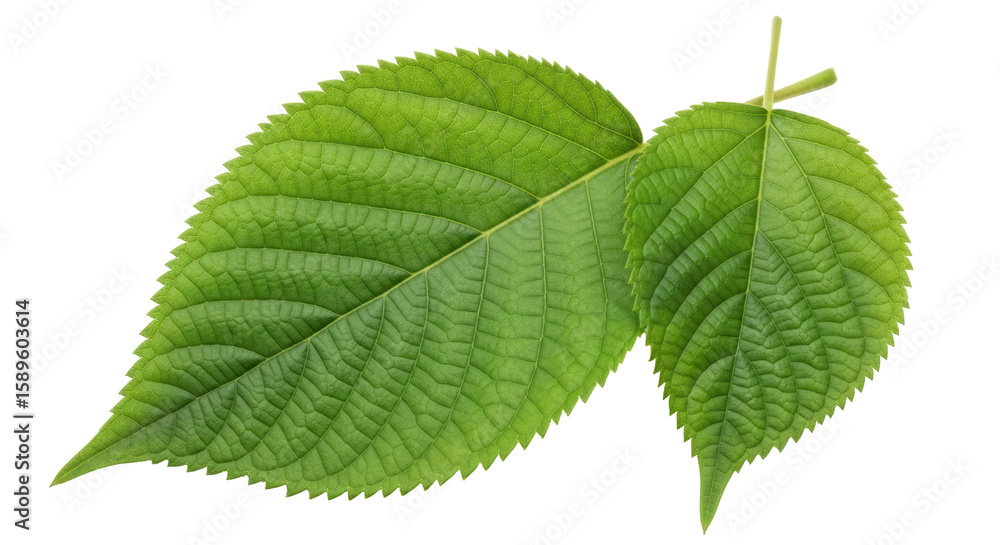 Isolated Fresh Green Leaves Isolated Fresh Green Leaves