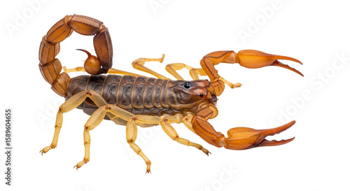 Plakat Isolated Scorpion