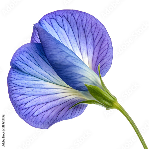A single dried blue butterfly pea flower, prized for its vibrant color and natural