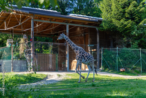 Photography Giraffe in Enclosure