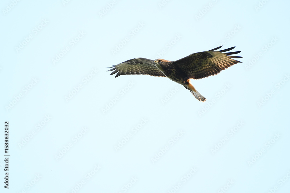 Fototapeta premium Ratonero común en vuelo, Galicia, Spain