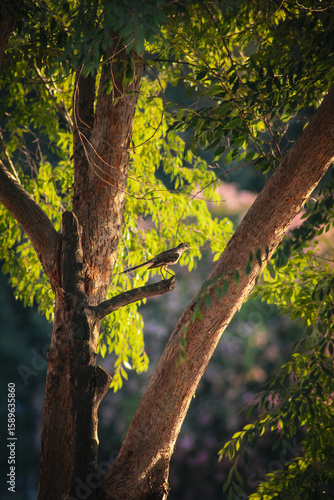 Northern mockingbird calling from a tree branch