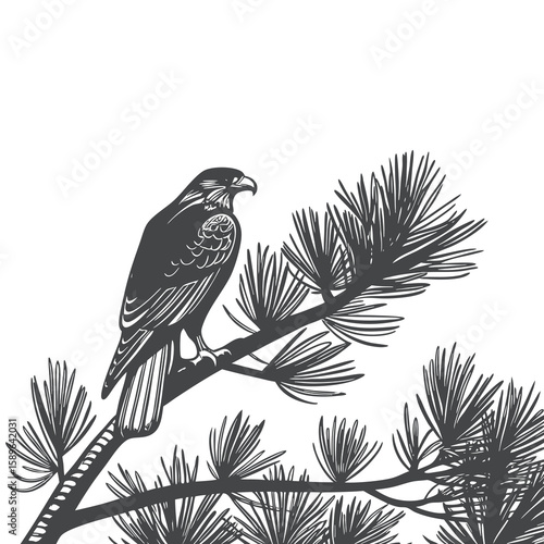 Falcon Perched on Pine Tree Branch Silhouette – Detailed Bird of Prey Illustration
