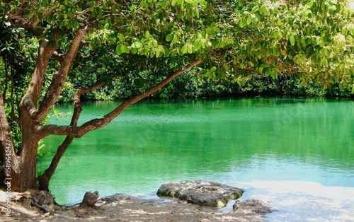 Emerald green lagoon at Tankah Cenote in Riviera Maya Mexico with tropical tree in foreground