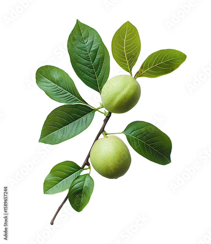 Wallpaper Mural Guava fruit with leaves isolated on white or transparent background Cutout PNG Torontodigital.ca