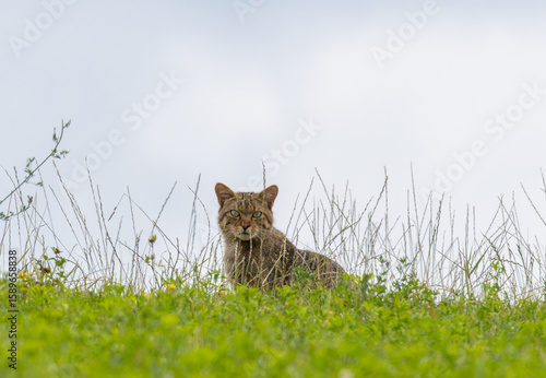 Photography A wildcat (Felis silvestris) looking out from the grass