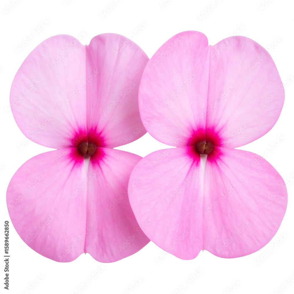 Fototapeta premium Two Vibrant Pink Impatiens Flowers Blooming Side by Side, PNG Isolated