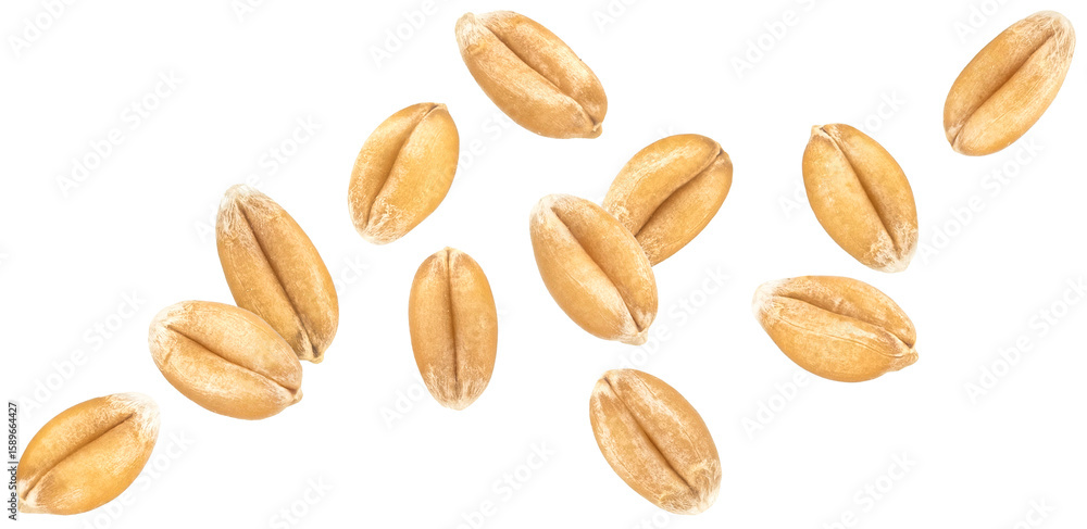 Obraz premium Wheat seeds isolated on white background, falling wheat grains collection, macro