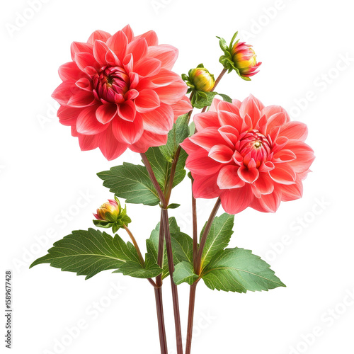 Flowers dahlia spring plants, cluster of spring dahlias in various hues, isolated on transparent background