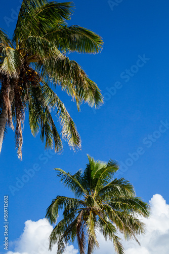 palmeras en contraste con el cielo azul