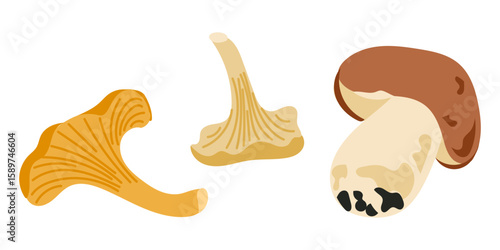 Forest mushroom set with chanterelle and porcini illustrations in flat hand drawn style. Represents edible wild fungi in autumn nature and culinary ingredient concepts