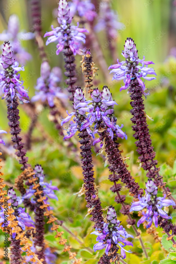 Obraz premium Plectranthus caninus pertenece a la familia de Lamiaceae.