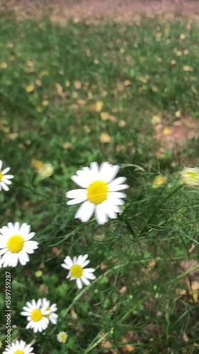 Field daisies in the field, video, summer time 