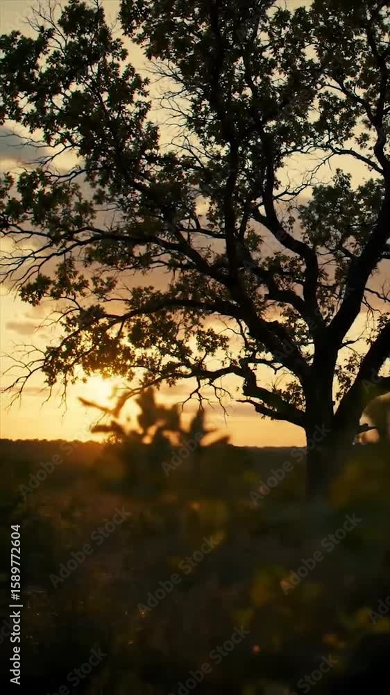 Tall solitary tree at sunset. Dramatic warm sunset with sprawling branches. Tranquil landscape with vibrant foliage. Tall solitary tree at sunset. Dramatic warm sunset with sprawling branches. Tranquil landscape with vibrant foliage.