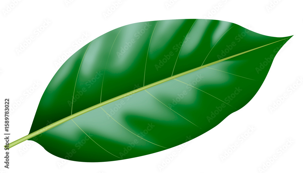 Fototapeta premium green leaf isolated on white Png background