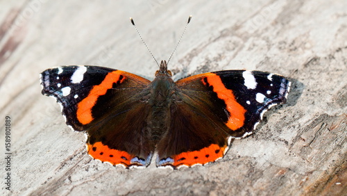 red admiral butterfly