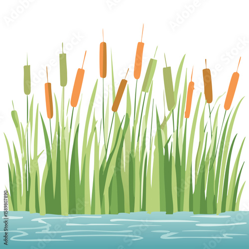Grass reed on swamp and lake. Tall cattail plants illustration. Wetland with wild green plants. Coastal bulrush long foliage with thicket.colours, land, rush, shore, aquatic, bull, foliage, high, lawn