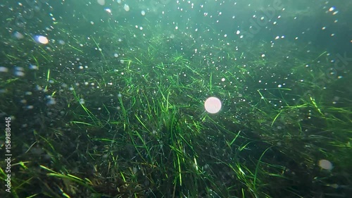 The video captures a serene underwater scene with a lush green grass covering the ocean floor. The water appears to be crystal clear, allowing for a clear view of the plants and rocks below