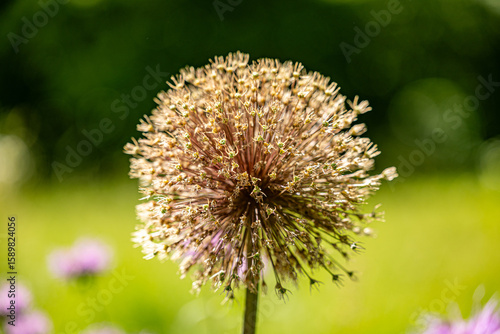 Allium