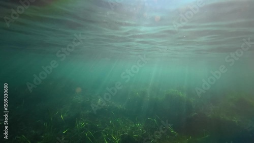 Slow motion video os a serene underwater scene with a lush green grass covering the ocean floor.