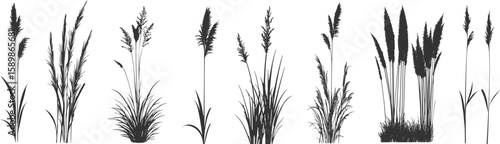 Silhouette of cattails and reeds. Wild grass on the river bank. Swamp coastal plants.