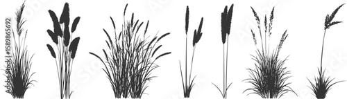 Silhouette of cattails and reeds. Wild grass on the river bank. Swamp coastal plants.