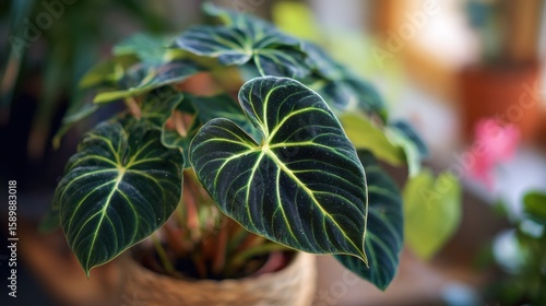 Close up of topical 'Philodendron Verrucosum' houseplant with dark green veined velvety leaves in flower pot with other plants in blurry room background, no logos, no brands