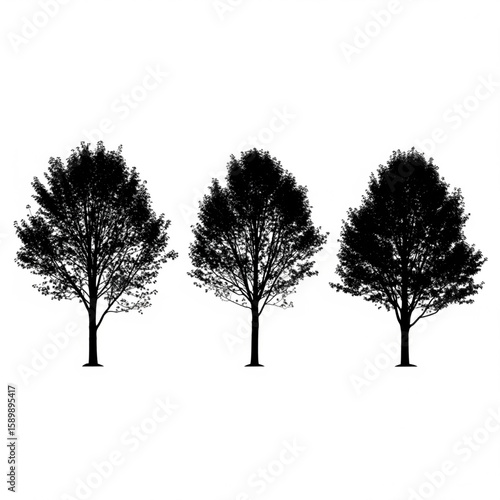 Illustration of a tall sequoia tree with dense foliage silhouette