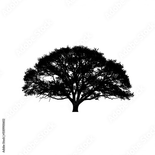 Silhouette of a large tree with dense foliage crown