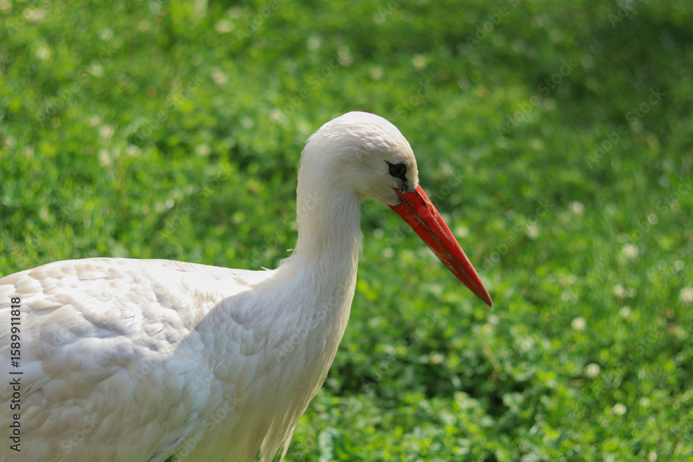 Fototapeta premium White stork -Ciconia ciconia. Adult European White Stork Standing In Green Summer Grass. Wild Field Bird. Close-up portrait of a stork. migratory bird. High quality photo