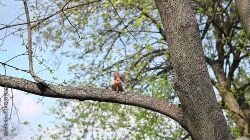 Red squirrels sit on separate branches of a large tree, holding and eating nuts. Outdoor setting in spring, natural forest background, no people.