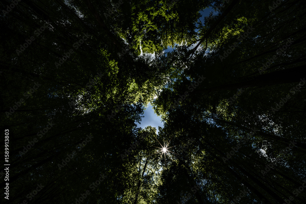 Experience the Majestic Canopy View of a Lush and Vibrant Green Forest Landscape, sustainability Experience the Majestic Canopy View of a Lush and Vibrant Green Forest Landscape, sustainability