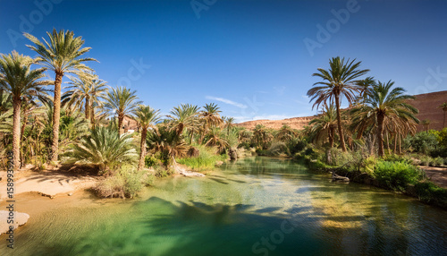 Wallpaper Mural a lush oasis in the algerian desert bright summer daytime palm trees clear water green vegetation clear sky refreshing shade Torontodigital.ca