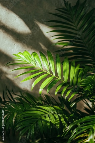 Beautiful Green Palm Leaves Illuminated by Soft Sunlight in an Indoor Setting