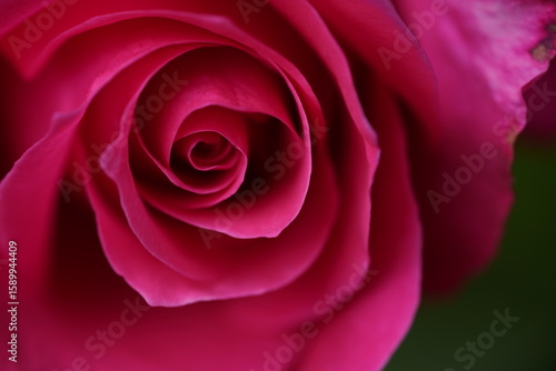 Wallpaper Mural quantum valentine roses at different scales and close-ups Torontodigital.ca