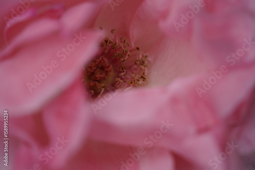 Wallpaper Mural quantum valentine roses at different scales and close-ups Torontodigital.ca