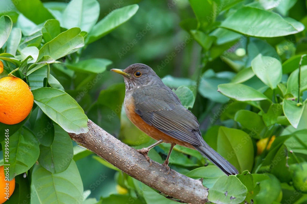Obraz premium Purple-breasted Thrush (Turdus rufiventris), a bird symbol of Brazil, captured in natural light that highlights its vibrant colors. The best photo.Sabiá laranjeira