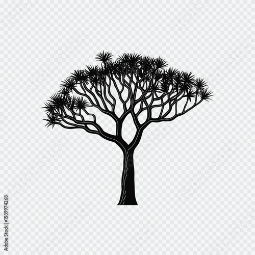 Quiver Tree Silhouette: A stunning silhouette of a quiver tree, an iconic symbol of the arid landscapes, stands in stark contrast against the transparency.