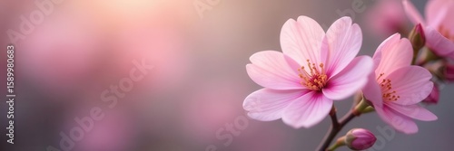 Faintly focused, pale pink flower cluster, dreamy backdrop , rose, delicate, blossom