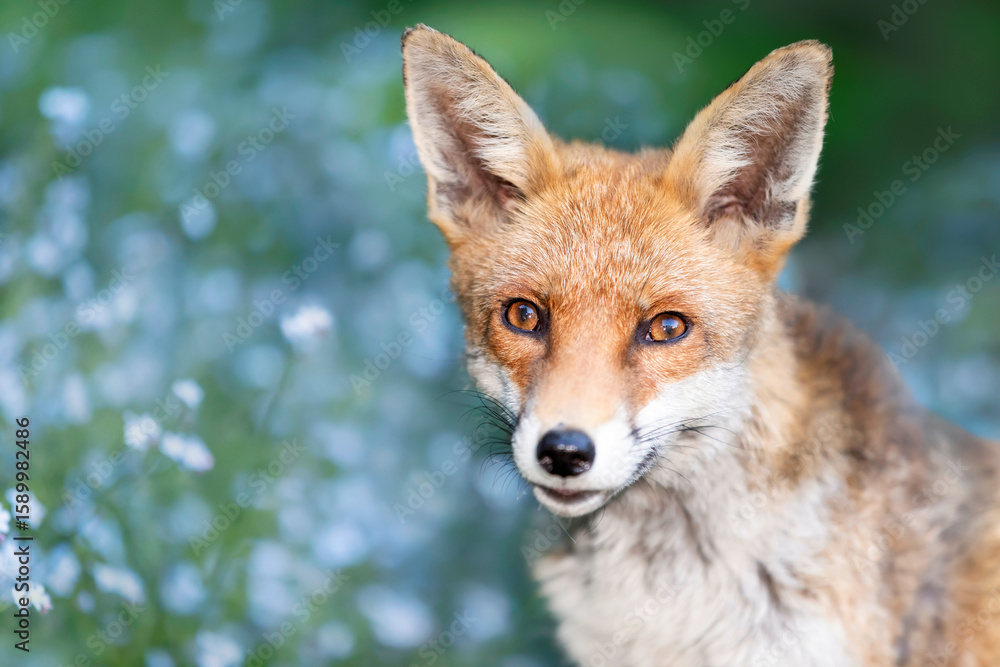 Fototapeta premium Portrait of a cute red fox in a garden, with blooming blue flowers in the background, UK.