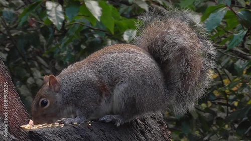 Grey Squirrel (Sciurus carolinensis) Feeding on Food Put Out For It in a Park or Woodland