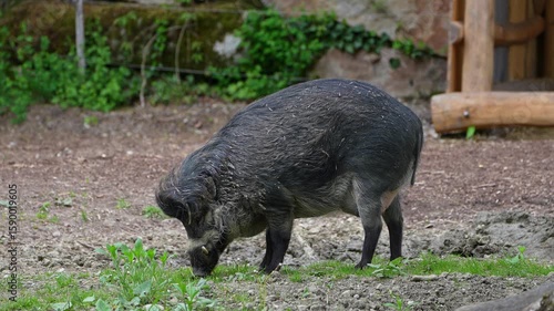 The Visayan warty pig, Sus cebifrons is a critically endangered species in the pig genus Sus. It is endemic to six of the Visayan Islands in the central Philippines.