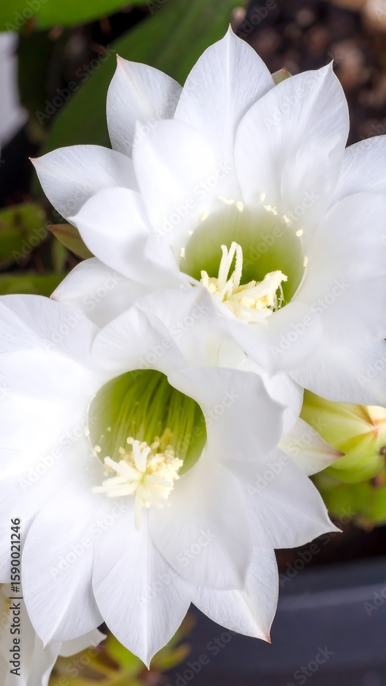 Obraz premium Close-up of two white cactus flowers