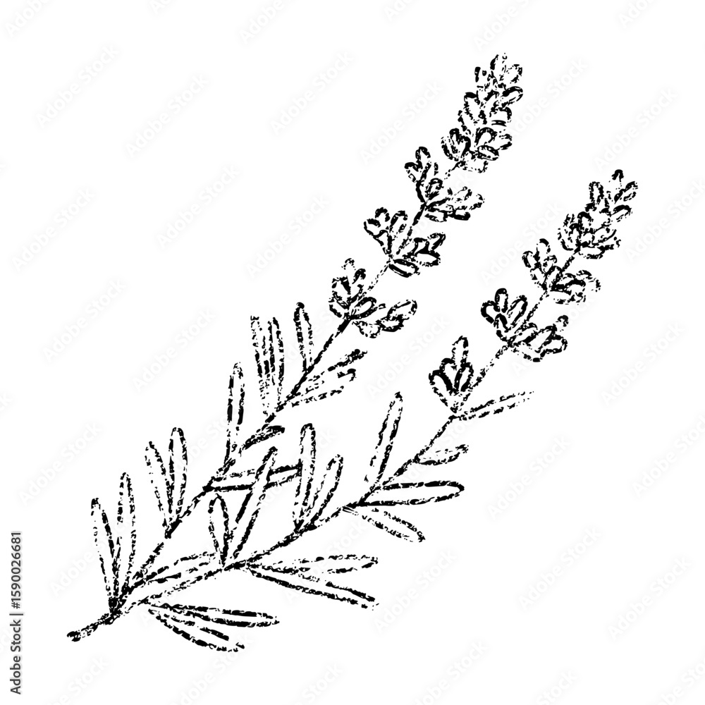 Obraz premium Sketch crayon aroma cosmetic flower of lavender. Hand drawn scribble doodle fragrant wildflower summer plant. Pencil texture vector illustration for label of beauty product packaging.