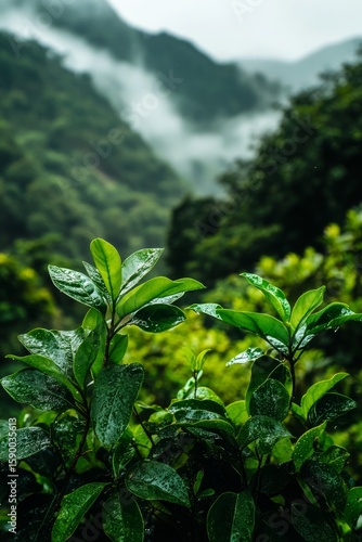 Lush Green Leaves Framing a Serene Mountain Landscape on a Misty Day in the F...