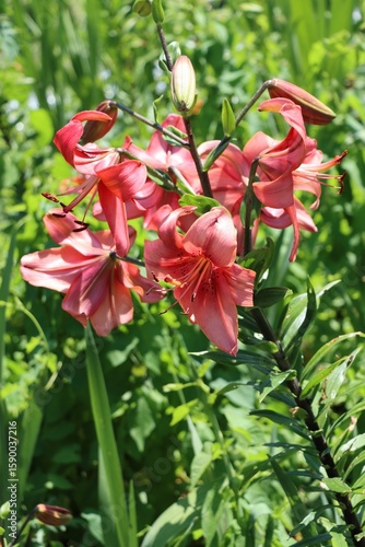 pink lily flowers