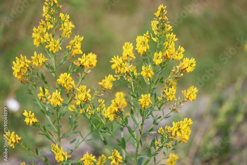 Genista tinctoria, wild plant. Yellow flowers dyer's greenweed, medicinal plant.