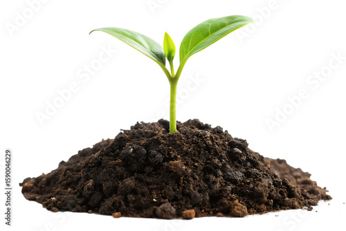 Wallpaper Mural young plant sprout growing from soil isolated on white background, png, ai generated. Torontodigital.ca
